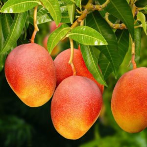 Frutas Selecionadas